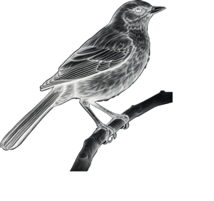 Fekete rigó - fehér 